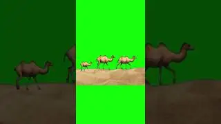Green Screen Camel walking in desert 