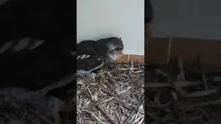 Cute morning Owl greetings