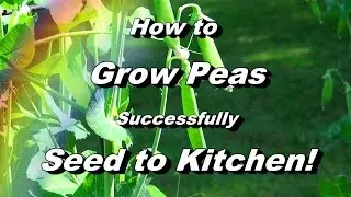 How to Grow Peas -  Seed to Kitchen, Pests, Recipes, Everything!