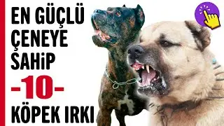 En güçlü çeneye sahip köpek ırkı hangisi | Hayvanlar Alemi | Aklında Olsun
