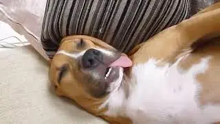 Funny Amstaff sleeping