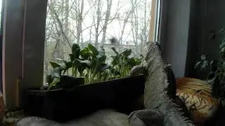 Лакушка и тыква