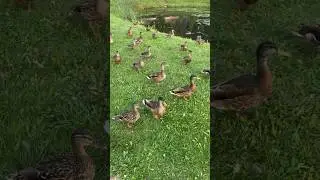 Внезапное нашествие уточек 🦆 #беларусь #браслав