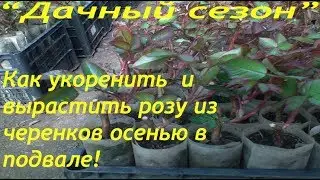 Как укоренить и вырастить розу из черенков осенью в подвале!