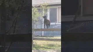 A funny goat jumping over increasingly tall fence despite owners best efforts.