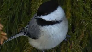 How to attract Chickadees - Basic tips