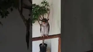 Owl calls out for food 🤣🤣🤣 *sound on*