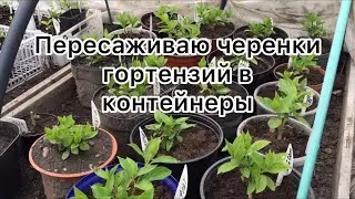 Пересаживаю черенки гортензий в контейнеры. В саду завелись землеройки ( мыши)