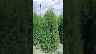Туя Кинг оф Брабант 180-200см
