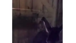 ПОСЛЕ БЕЛЯША С ВОКЗАЛА