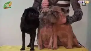 Cats&DogsTV - УДИВИТЕЛЬНЫЙ МИР СОБАК - БЕЛЬГИЙСКИЙ ГРИФОН, ПТИ БРАБАНСОН / GRIFFON BELGE