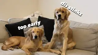 MORNING LIFE W/2 GOLDEN RETRIEVERS!!