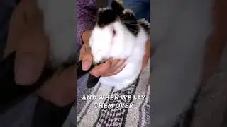 How to Safely & Securely Turn Your Rabbit Over Onto Its Back During Competition 
