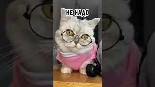 Смешные коты - Майя 