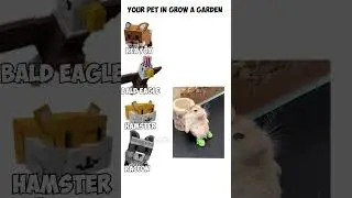 Your pet in Grow a Garden| Doge Gaming