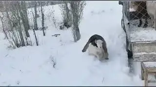 удивлюсь, если они еще и машину поведут
