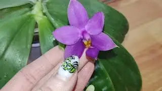 Цветение. P. Samera×P.Yaphon Blue Bird "Blue".
