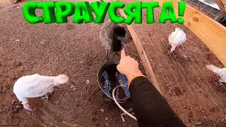 СТРАУСЯТА - ЩЕТОЧКИ ! ВОТ ЭТО ПОДАРОК ! ТОПЛЮ САМОВАР !   [Жизнь в деревне]