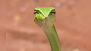 Top 5 Snake