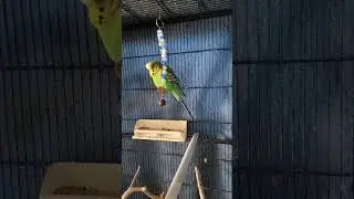 Little Bird loving the attention