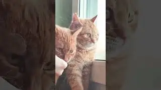 #cat