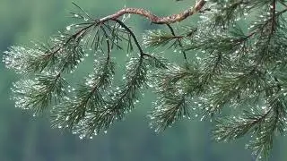 Nature Time Lapse | Free HD Video -No Copyright