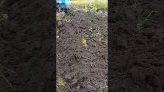 Випробування плуга після ремонту.Оранка цілника