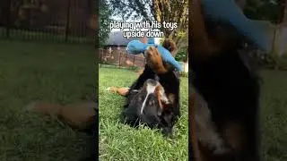 Silly Things My Dog Does That Make Me Smile