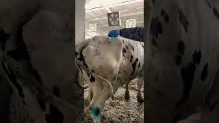 We treat clostridiosis. An injection of antibiotics 