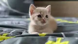 Любопытный котенок 10 фон для видеомонтажа скачай Котики обормотики