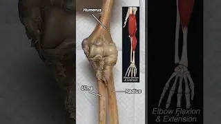 COOLEST Joint in the Human Body?? 