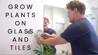 How To Grow Plants Along Shiny or Tiled Surfaces
