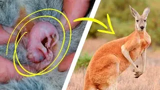 Вот Как Выглядят Детёныши Диких Животных