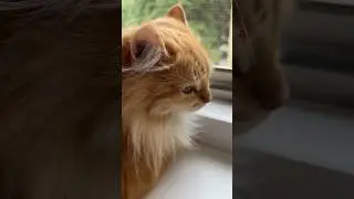 А ти хочеш? 