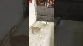 ЧАЙКА И КОШКА. ЧАЙКА ХОЧЕТ ЗАБРАТЬ У КОТИКА РЫБКУ! СМЕШНОЕ ВИДЕО. МИЛЫЕ ЖИВОТНЫЕ. ПИТОМЦЫ. ПРИКОЛ.