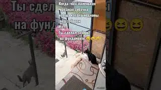 Самая вредная собачка - В Мире - Шеф всё пропало - Забор на Фундаменте - Петуния выращивание