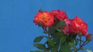 Футаж - РОЗЫ