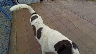 Про бездомных собак на Джапаридзе в Сочи. Про смешных  Индюков и котов. 🐱🐈