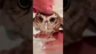 Это видео согреет ваше сердце 🥺❤️‍🩹 