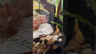 Cherry Shrimp Feasting with Molly and Cory Catfish #shorts