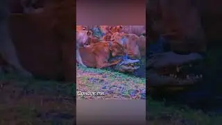 Львы уничтожили крокодила.