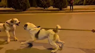 создали маленькую провокацию!