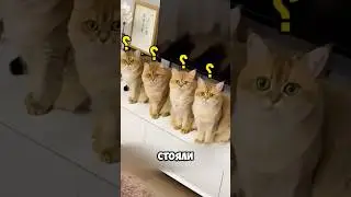 Эти Котики Никогда Не Любили Спать И Тогда… #животные