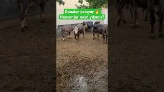 Doğal serinletme #buzağı #animals #inek #गायक #गाय #köy #kurbanlıkfiyatları #çiftlik #kurbanlıklar