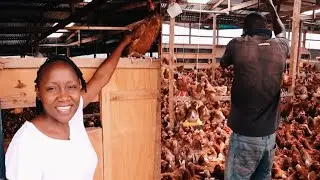CHICKEN FARMING IN KENYA