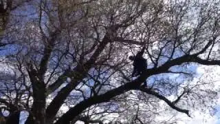 The Beehive Oak (starring special guest Will)