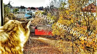 Что  может быть лучше! Кактус  гигант😁 Жизнь переехавших на юг! 
