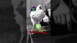 ЦЫПЛЕНОК ВЫЖИЛ БЕЗ ГОЛОВЫ  💪😱 