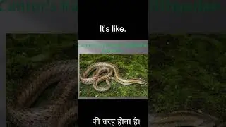 बफ-स्ट्रिप्ड कीलबैक स्नेक और कैंटर्स कुकरी स्नेक: शैक्षिक वाइल्डलाइफ शॉर्ट  #snake #bufstrip  #cobra