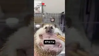Ёж. Всеядный Колючка 🦔